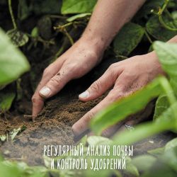 GERBER Пюре Овощное Тыква {c 5 мес} 1-я ступень 130г.