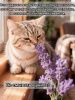 Наполнитель N1 Crystals LAVENDER Силикагель NEW 12,5 л